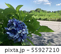 夏休み 花 55927210