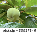 青い柿 55927346