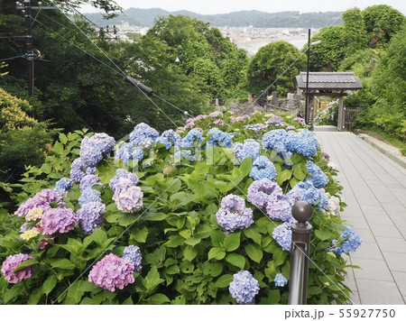 鎌倉・成就院のあじさい 55927750