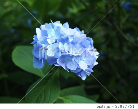 明月院のあじさい 明月院のあじさい 55927751