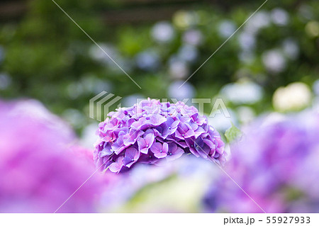 紫陽花 アジサイ あじさい 55927933