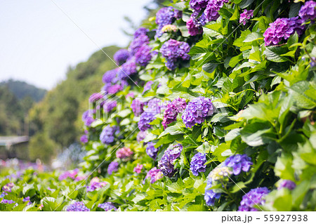 紫陽花 アジサイ あじさい 55927938