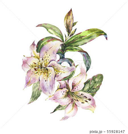 Watercolor White Royal Lilies Flowers Greting 55928147