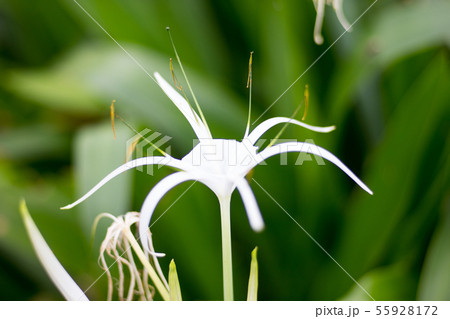 花 フラワー お花 55928172
