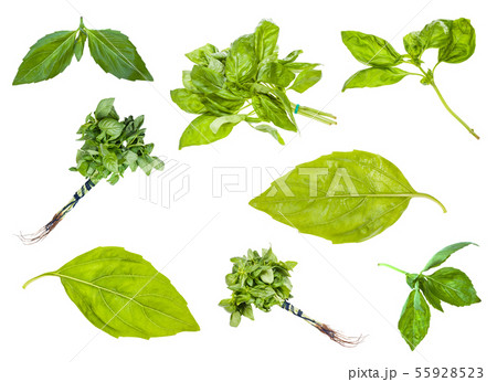 collection of fresh green basil herbs isolated collection of fresh green basil herbs isolated 55928523