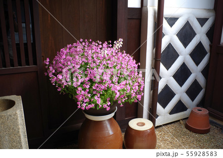 萩浜崎地区旧山村家住宅の鉢植えの花 萩浜崎地区旧山村家住宅の鉢植えの花 55928583