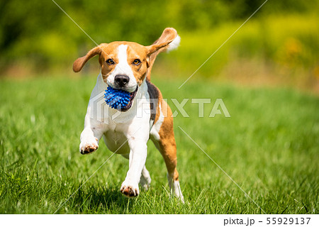 Beagle dog runs through green meadow towards 55929137