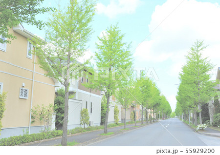住宅が並ぶ新緑の街並み 住宅が並ぶ新緑の街並み 55929200