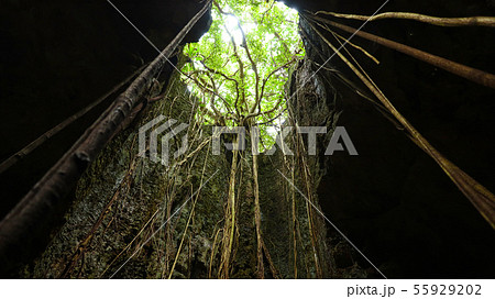 沖縄県　伊良部島　ヌドクビアブ 55929202