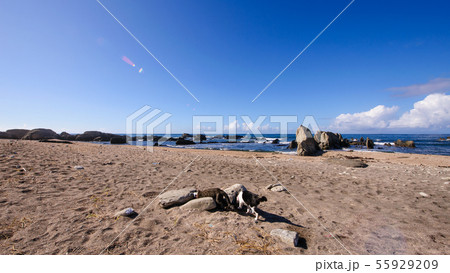館山の海の海岸で遊ぶ子猫 55929209