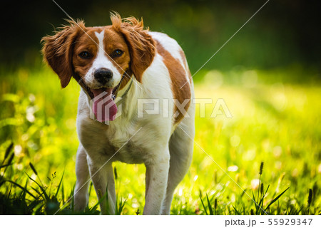 Breton spaniel female puppy standing in green Breton spaniel female puppy standing in green 55929347