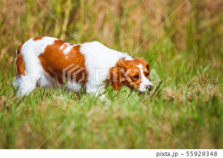 Breton spaniel female puppy in hunting on field. Breton spaniel female puppy in hunting on field. 55929348
