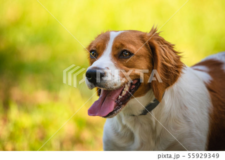 Breton spaniel female puppy in green grass. Breton spaniel female puppy in green grass. 55929349