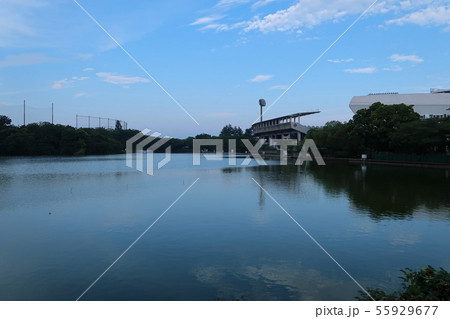 【川崎市】等々力緑地の釣池 【川崎市】等々力緑地の釣池 55929677