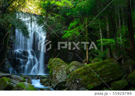 新緑の桑ノ木の滝 新緑の桑ノ木の滝 55929789
