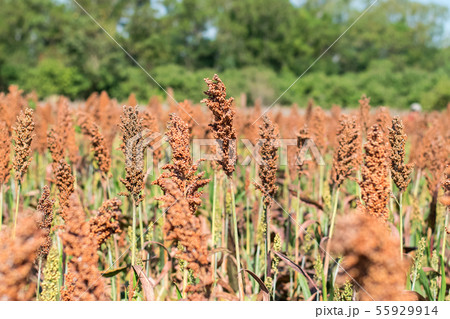 field of sorghum field of sorghum 55929914