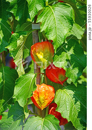 ホオズキ 55930026