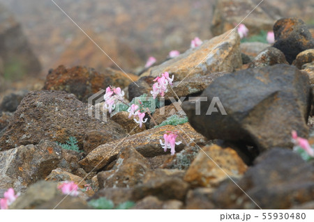 コマクサ 55930480