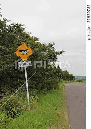 北海道 道東地方 牛横断注意道路標識 北海道 道東地方 牛横断注意道路標識 55930785
