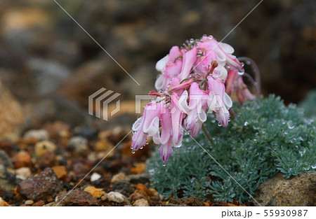 コマクサ コマクサ 55930987