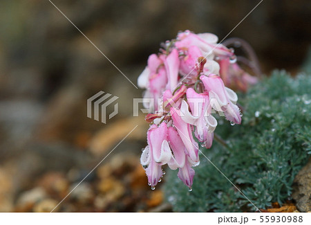 コマクサ 55930988