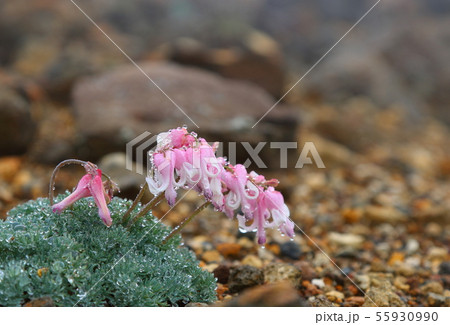 コマクサ 55930990