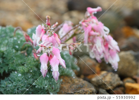 コマクサ 55930992