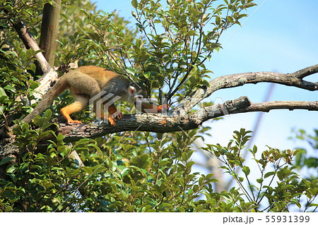 山口県　宇部市　ときわ動物園　リスザル 55931399