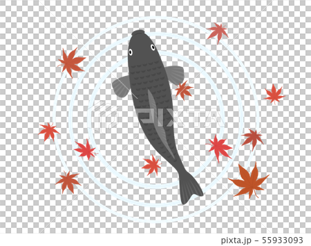 泳いでいる鯉のイラストのイラスト素材