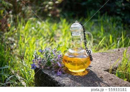 A bottle of borage oil with blooming borage plant 55933181