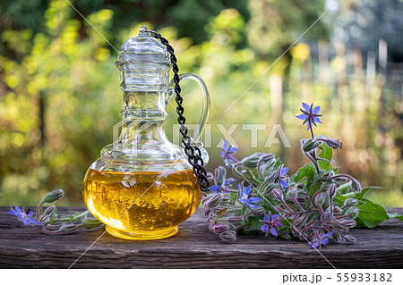 A bottle of borage oil with blooming borage plant 55933182