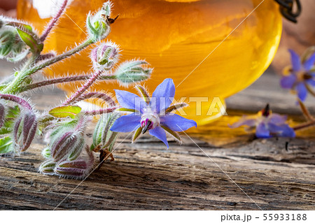 Borage plant with borage oil in the background Borage plant with borage oil in the background 55933188