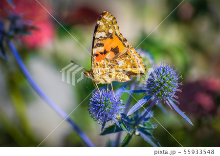 Orange butterfly on a thistle flower 55933548