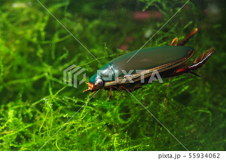 コガタノゲンゴロウ 55934062