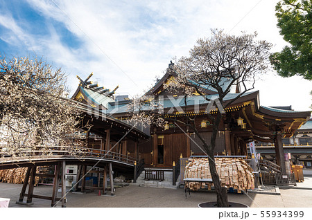 湯島天満宮 湯島天神 梅まつり （東京都文京区） 2019年2月 55934399