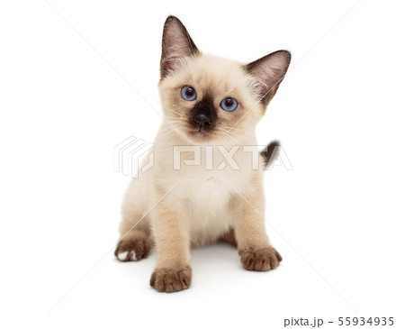 Small Siamese kitten Small Siamese kitten 55934935