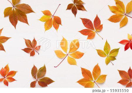 Bright colored grape leaves fallen down on white Bright colored grape leaves fallen down on white 55935550