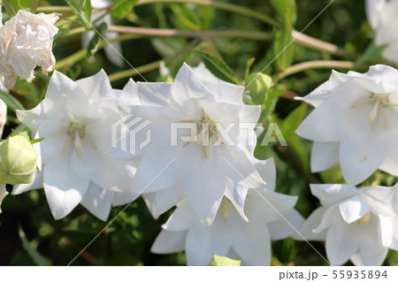 ハコネホワイト ハコネホワイト 55935894