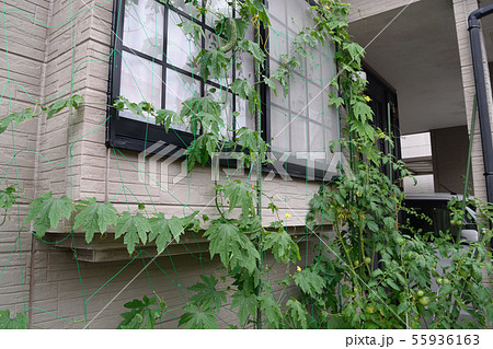 家庭菜園 ゴーヤ 家庭菜園 ゴーヤ 55936163