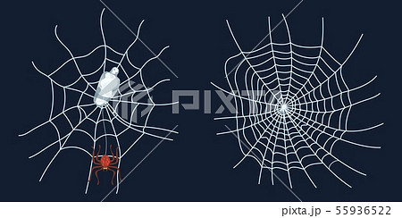 spider web spider and prey crawls insect new spider web spider and prey crawls insect new 55936522