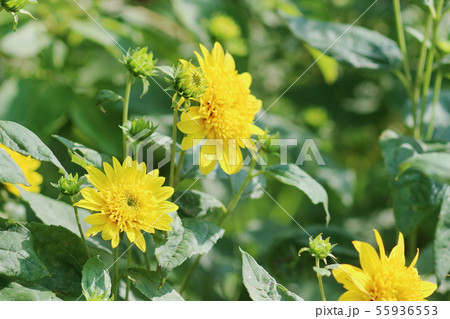 ヘリアンツス ヘリアンツス 55936553