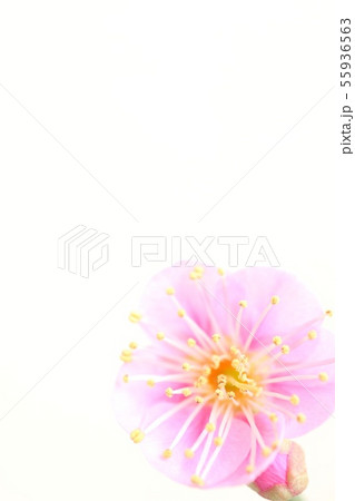 梅の花　薄いピンク色 55936563
