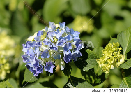 アジサイ 55936612