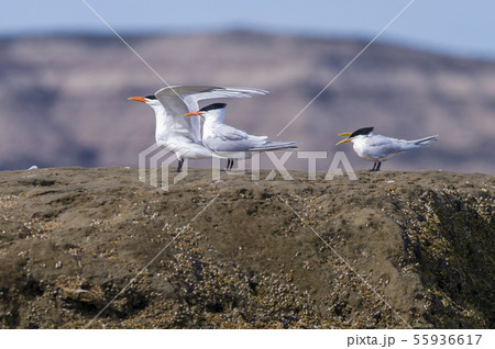 South American Tern , Patagonia South American Tern , Patagonia 55936617