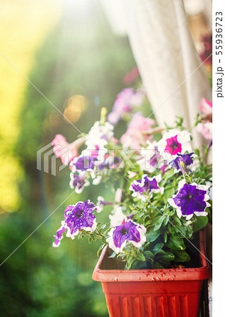 petunia flowers red, pink purple, white flowers in a flower pot on the balcony in the sunlight. 55936723