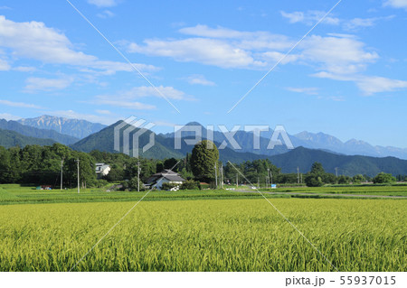 安曇野 北アルプス山麓の夏 安曇野 北アルプス山麓の夏 55937015