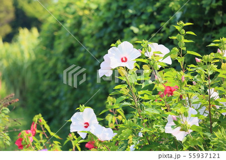 タイタンビカスの花 タイタンビカスの花 55937121