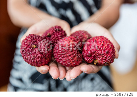 Lychee fruit closeup of hands holding asian fruits 55937329