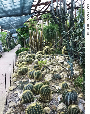 Various cactus in a glass greenhouse for protection in The Conservatory and Botanical Garden Various cactus in a glass greenhouse for protection in The Conservatory and Botanical Garden 55937394