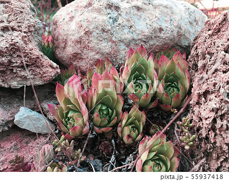 Rectangular arrangement of succulents, cactus succulents in a planter 55937418